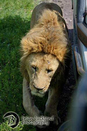 Safari-2664