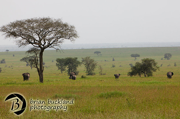 Safari-3079