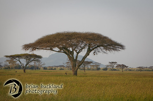 Safari-2931