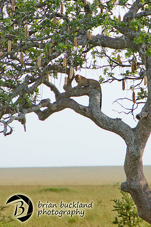 Safari-2912