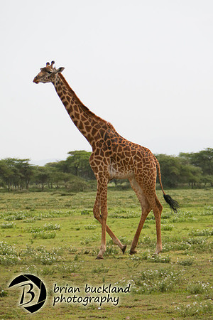 Safari-3301