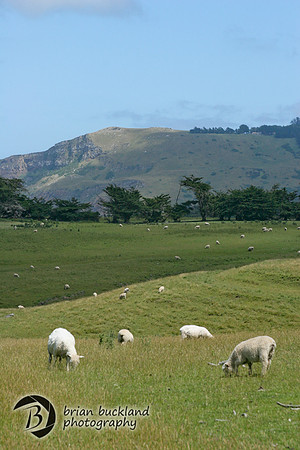 NewZealand-0191
