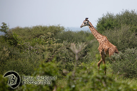Safari-1423