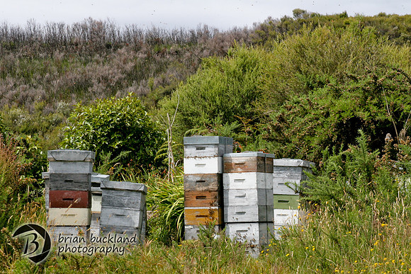 NewZealand-0910