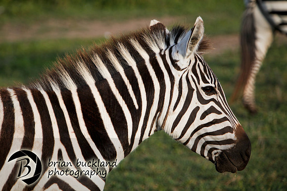 Safari-2099