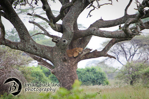 Safari-3194