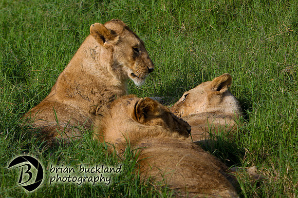 Safari-2898