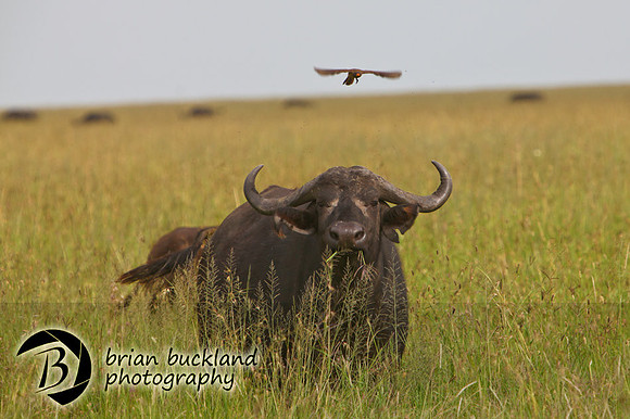 Safari-3035