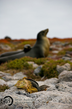 Galapagos-8363