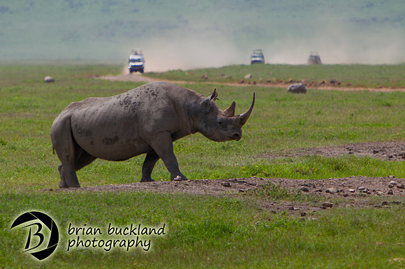 Safari-2753