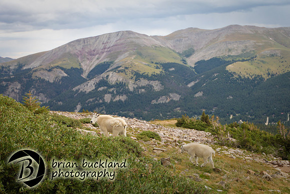 Quandry-7349