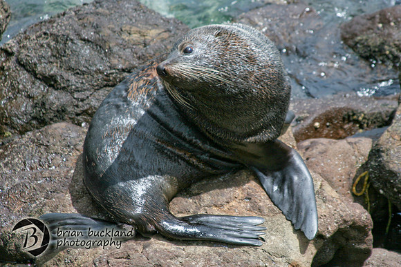 NewZealand-0261