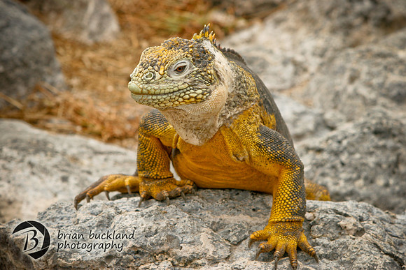 Galapagos-8309