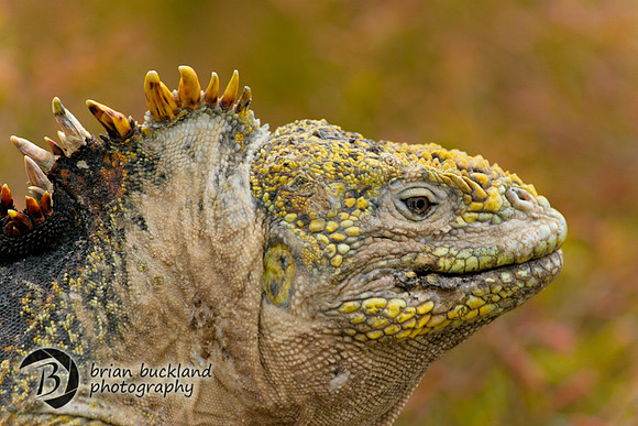 Galapagos-8338