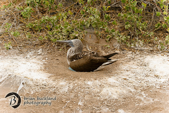 Galapagos-8117