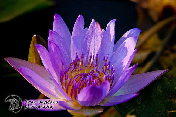 Cambodia-8284
