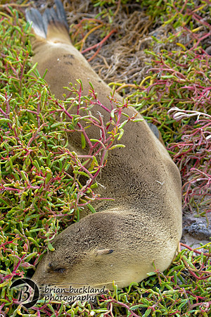 Galapagos-6224