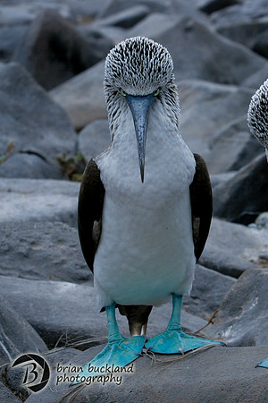 Galapagos-8177