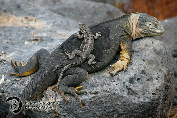 Galapagos-8488