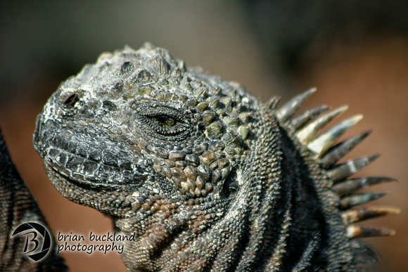 Galapagos-7071
