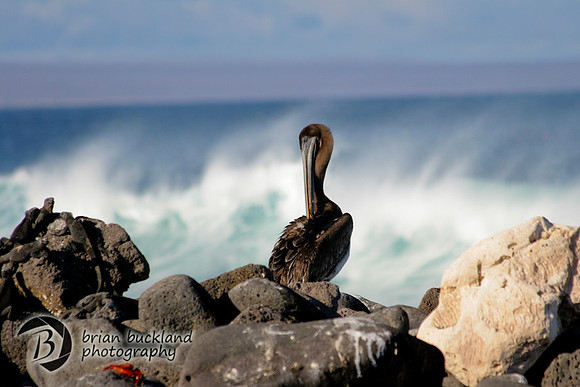 Galapagos-8632