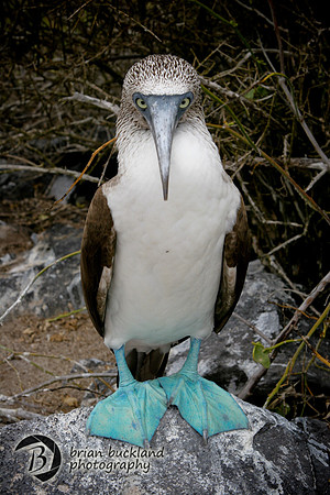 Galapagos-8218