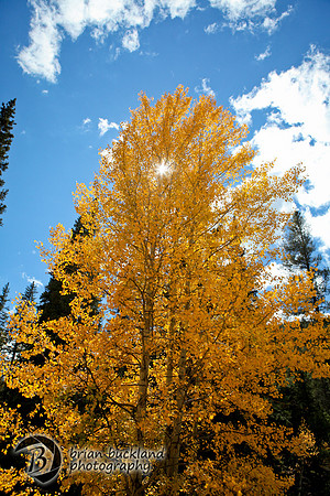 Aspens-7691