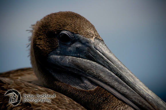 Galapagos-6393