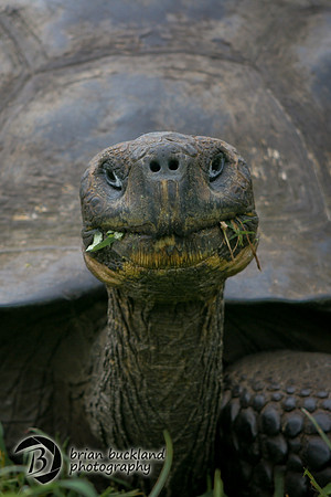 Galapagos-7458