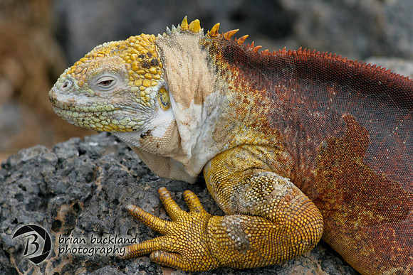 Galapagos-8484