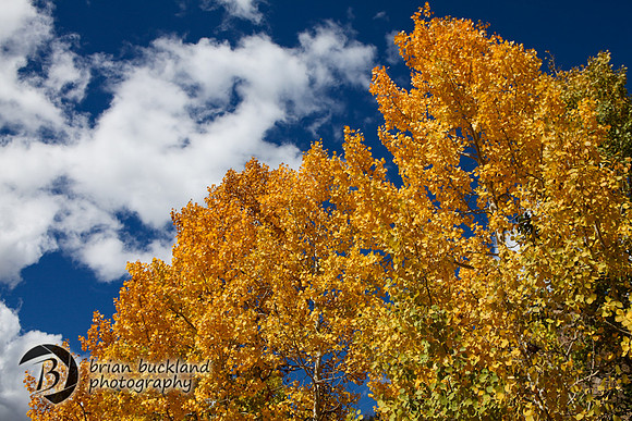 Aspens-7639