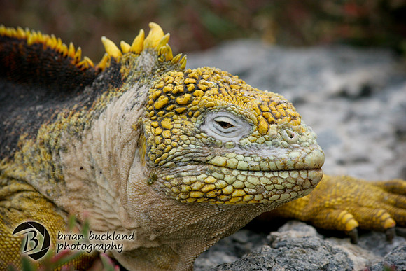 Galapagos-8334
