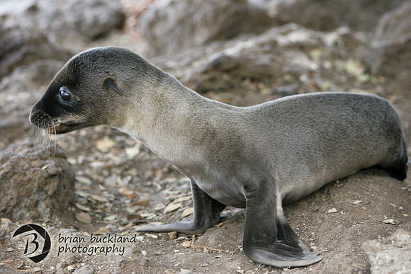 Galapagos-8461