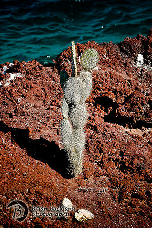 Galapagos-7034
