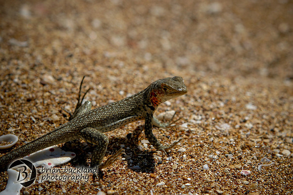 Galapagos-6472