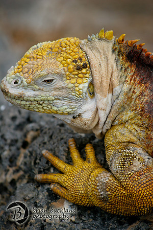 Galapagos-8493