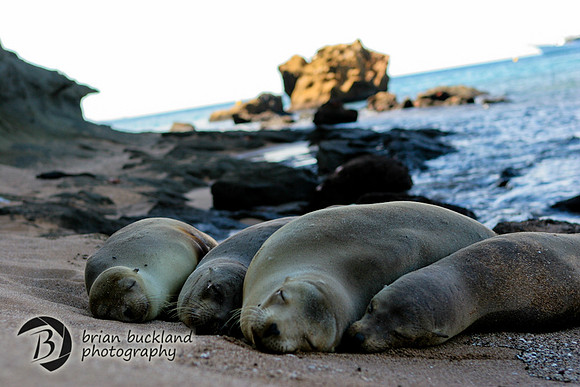 Galapagos-6462