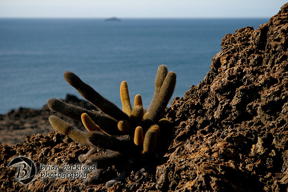 Galapagos-6506
