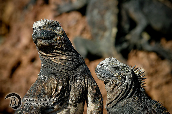 Galapagos-7066
