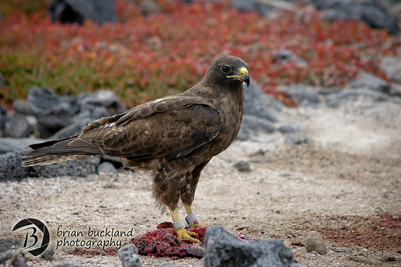 Galapagos-6244
