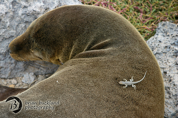 Galapagos-8319