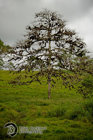 Galapagos-7498