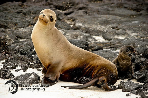 Galapagos-6103
