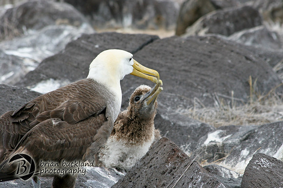 Galapagos-8071