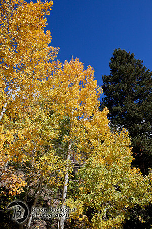 Aspens-7660