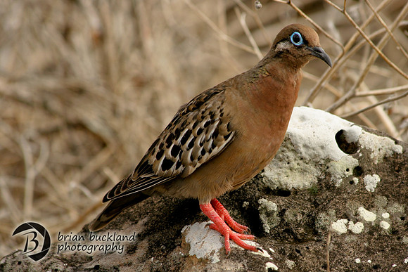 Galapagos-8257