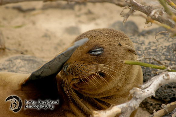 Galapagos-6135