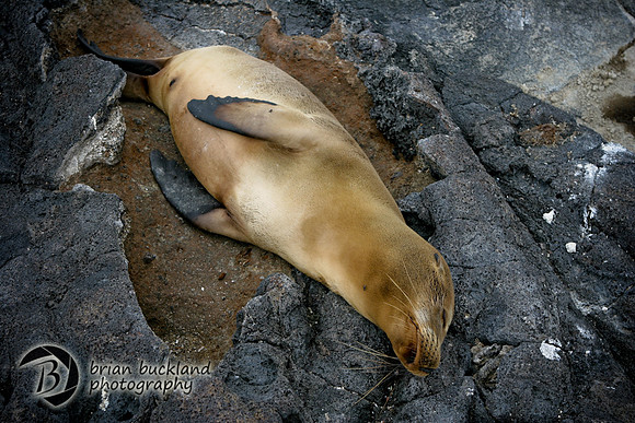 Galapagos-6339