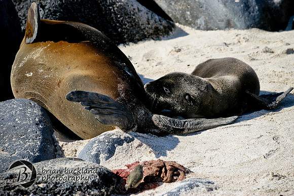 Galapagos-7735