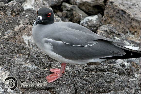 Galapagos-8317